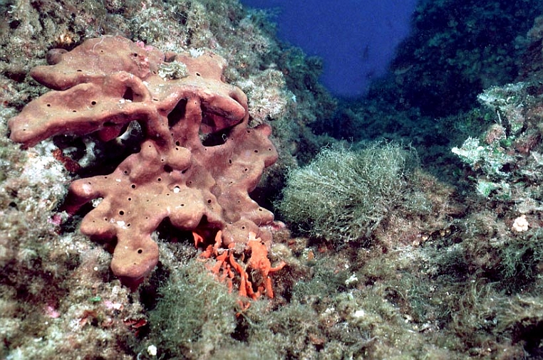 18 pifferaio.jpg - il rognone di mare (Chondrosia reniformis).